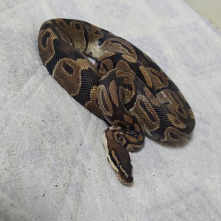 ボールパイソンさんの里親募集です