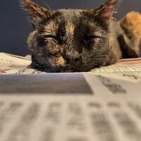 サビ