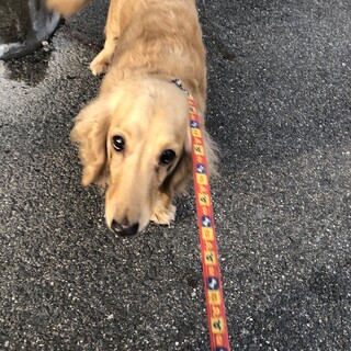 ダックフント♀ハニーちゃん