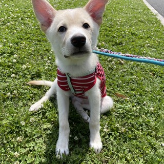 人馴れ抜群✩3ヶ月子犬☆まる♂