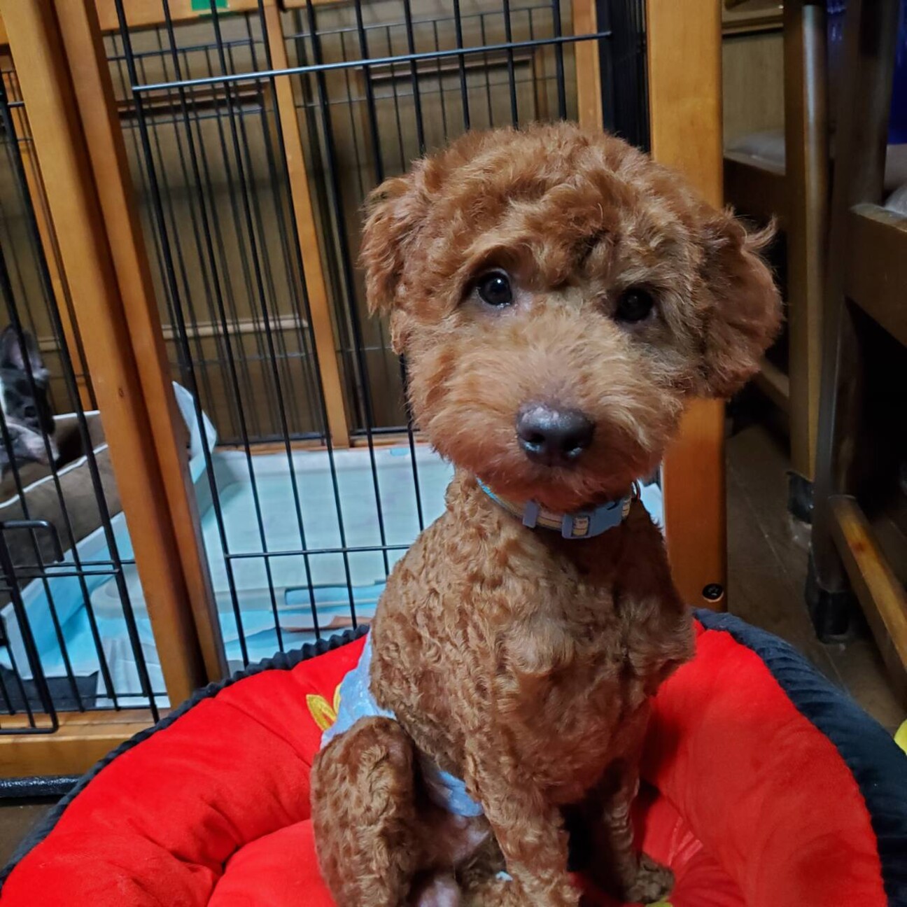 トイプードル チャオくん 奈良県 犬の里親募集 ペットのおうち 月間利用者150万人