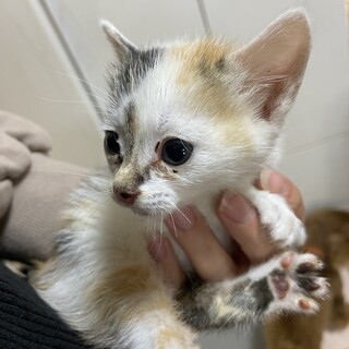 三毛猫女の子フレア再募集
