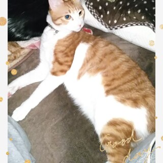 雑種２匹の里親募集。