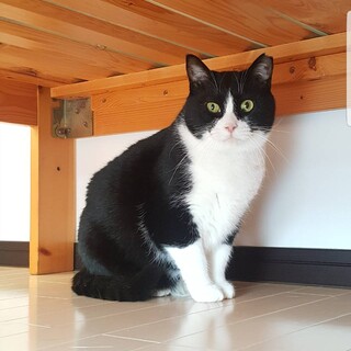 ダイナマイトボディのおだんごちゃん