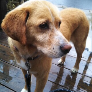 飼い主が事故でいなくなってしまいました