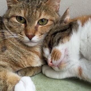 ●ペアでの募集●美猫姉妹！！「マリア」と「ステラ」