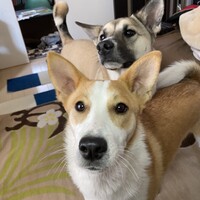 チップ