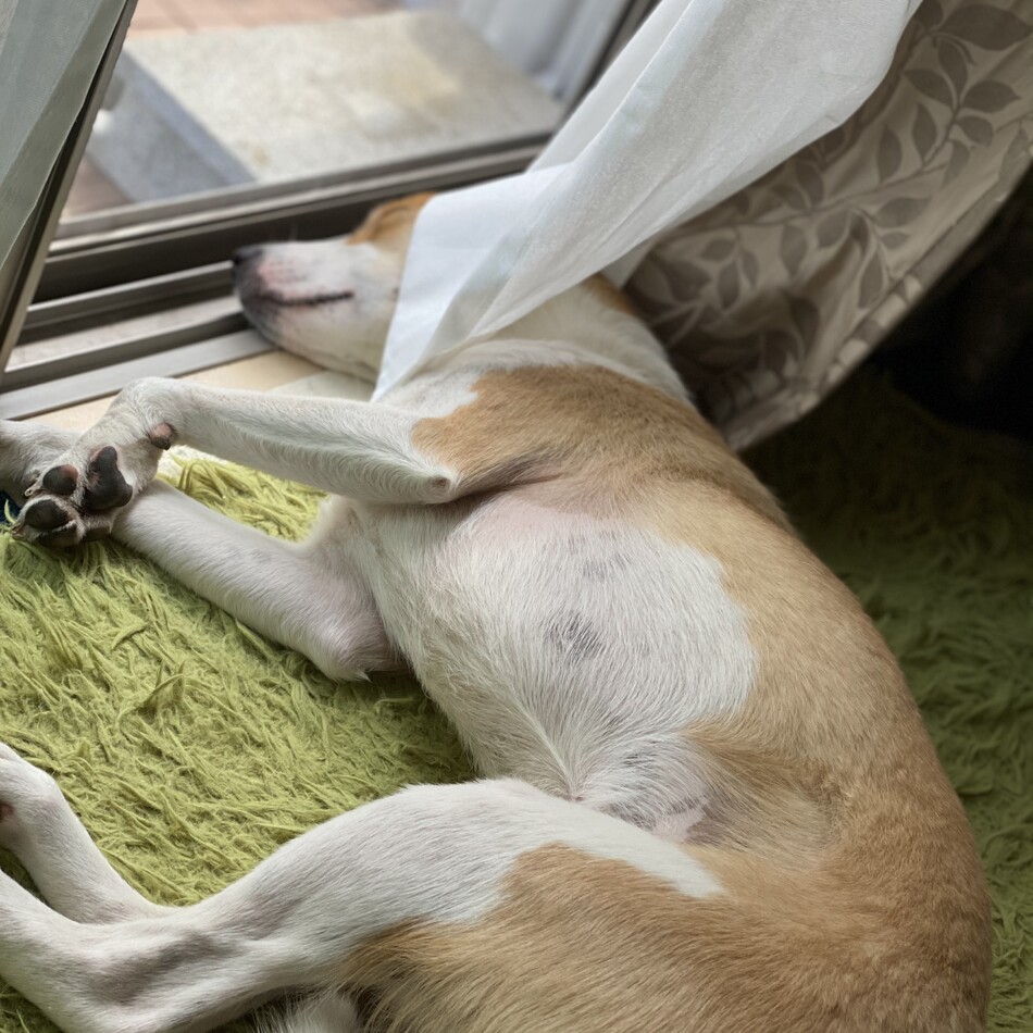 チップのカバー写真