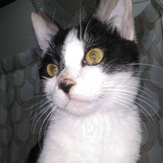 人見知りなし！エイズキャリアの白黒のこうくん♂