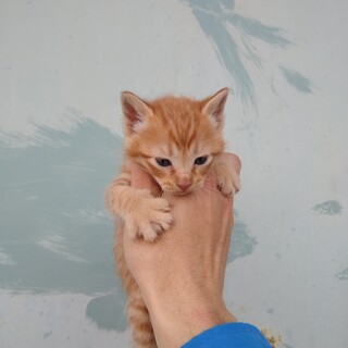 茶トラ①　人見知りなし　先端カギ尻尾