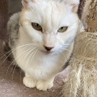 小柄で性格◎♪人懐こい可愛い舞ちゃんエイズ陽性です