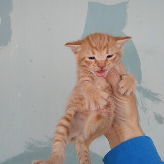 茶トラ②　中間で若干のカギ尻尾