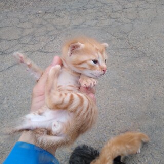 茶トラ③　柄はっきり　短めカギ尻尾