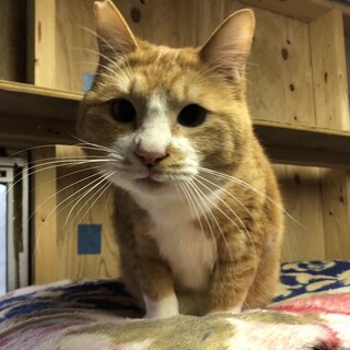学校の保護猫、超癒し系で甘えん坊の『ナナ助』