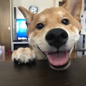 まだ子犬です。