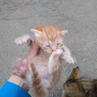 茶トラ④　柄はっきり　しましま尻尾