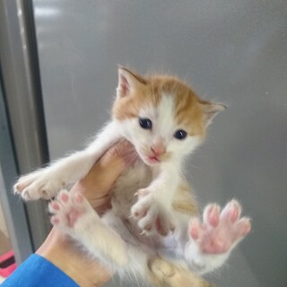 茶ハチ①　先端カギ尻尾