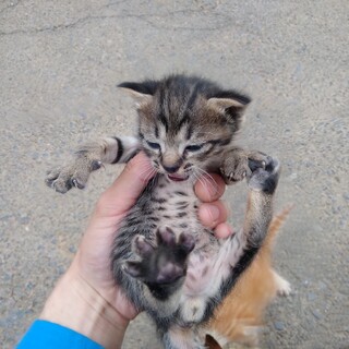 キジトラ　お腹の柄はっきり　短め尻尾