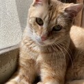 おちゃめでヤンチャな茶トラくん