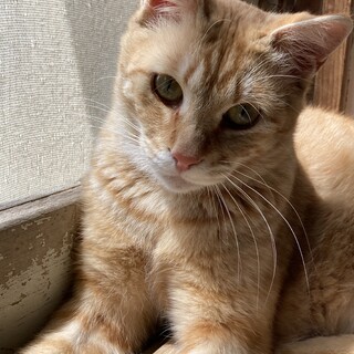 おちゃめでヤンチャな茶トラくん