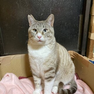 可愛いお顔の人馴れしている銀次くん