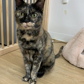 元気いっぱい！甘えん坊なルルちゃん