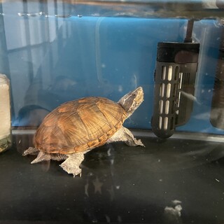 生後2年半★ミシシッピニオイガメ