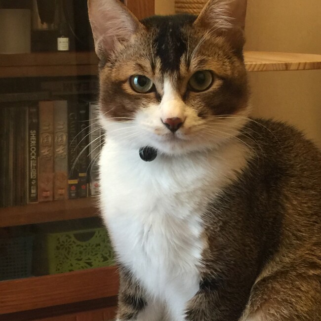 heye_zhiのカバー写真