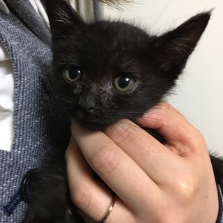 黒猫くん1ヶ月半