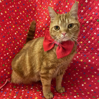 【5/16東銀座】マッチくん1歳8ヶ月♪