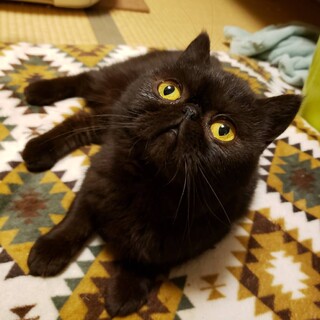 7/18譲渡会参加 黒のエキゾチックの女の子