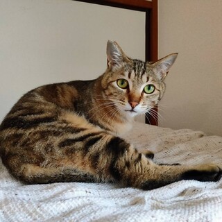 アメショ風、ビビリで可愛いショウくんです。