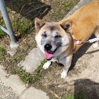 1年以上お声かかりません 廃業繁殖場から 柴犬♀ 