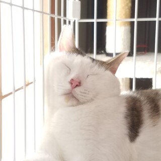 飼い主さんご病気により保護