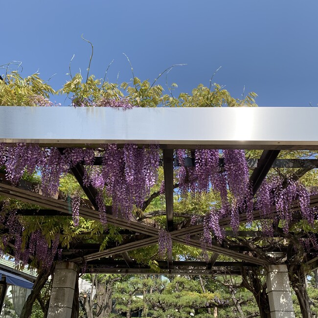 さつるいのカバー写真