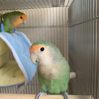 コザクラインコ