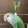 コザクラインコ サムネイル2