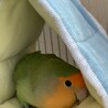 コザクラインコ サムネイル3