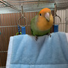 コザクラインコ サムネイル4
