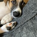 雑種5ヶ月になるオスです