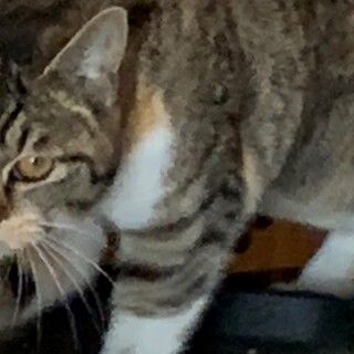 縞三毛リズにゃは勇者ちゃん。まだまだ幼い１歳です