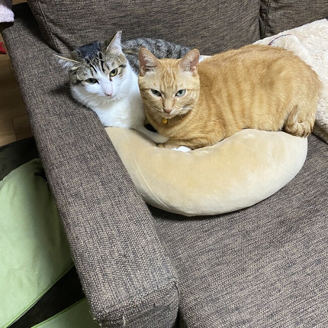 ネコゆうちゃんのカバー写真
