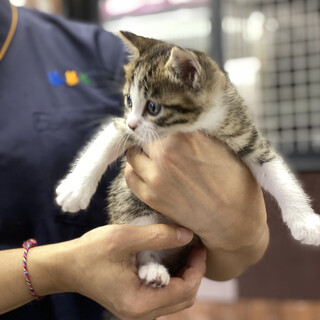 生後2ヶ月の男の子、キジ白