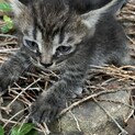 産まれて1ヶ月くらいの子猫