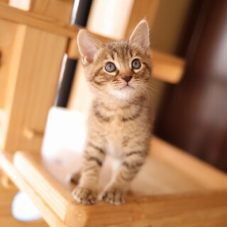 お膝の上が大好き！茶系のキジトラ猫