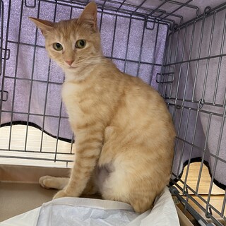 【5/16譲渡会】珍しい茶虎の女の子