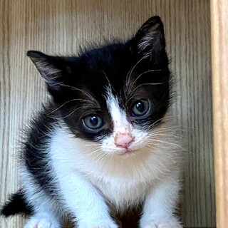 cat-M1009 ちびニャン可愛過ぎる♪