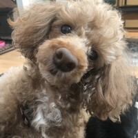 レイチェル