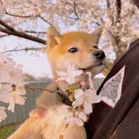 こむぎ