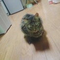急募